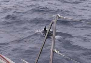Dolphin to starboard