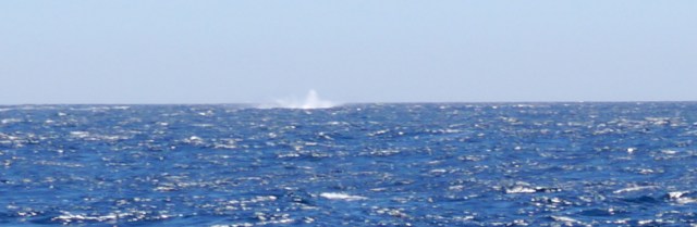 Whale splash