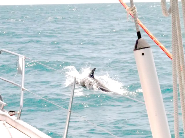 2014 Dolphin number 1